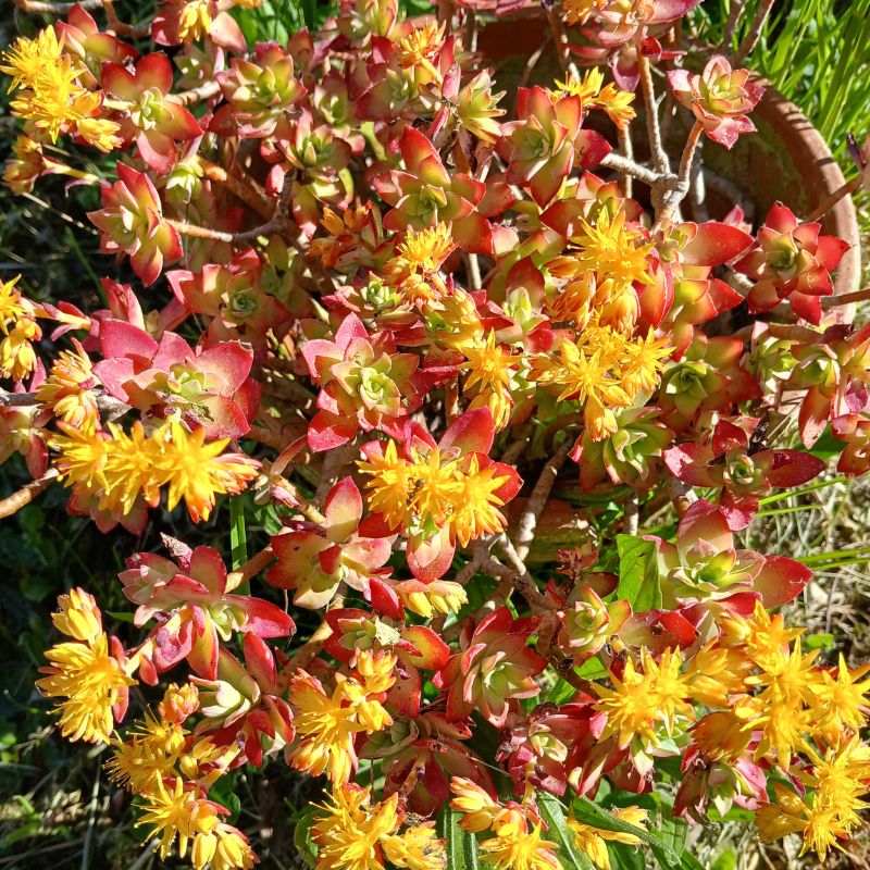 Définition de la Kinésiologie - Gombert Isabelle