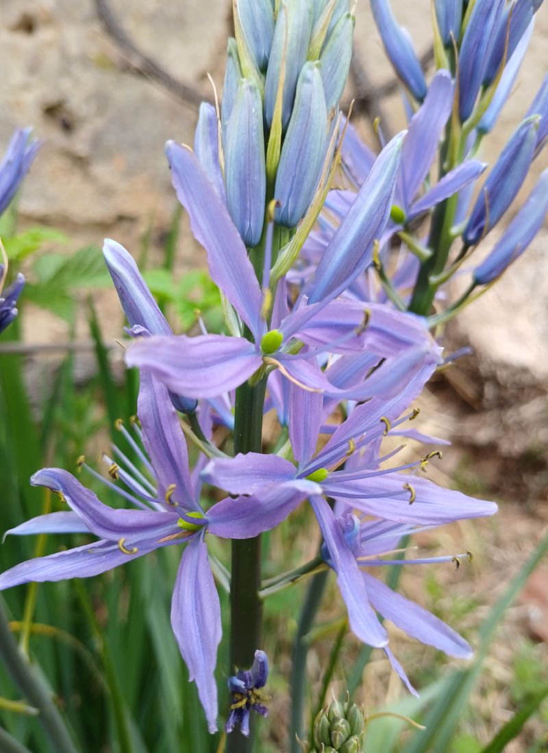 Déroulement d une séance de kinésiologie - Isabelle Gombert