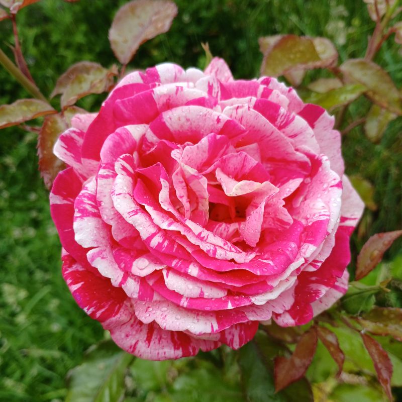 Pour qui la kinésiologie