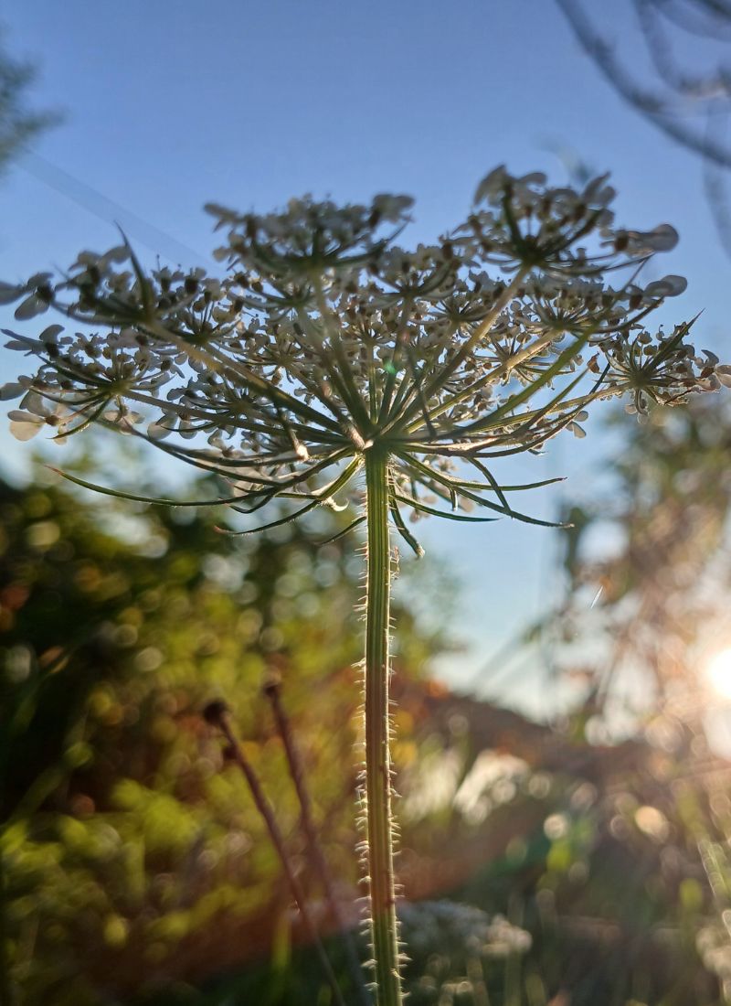 Problématiques traitées par la méthode TRM, par Isabelle Gombert