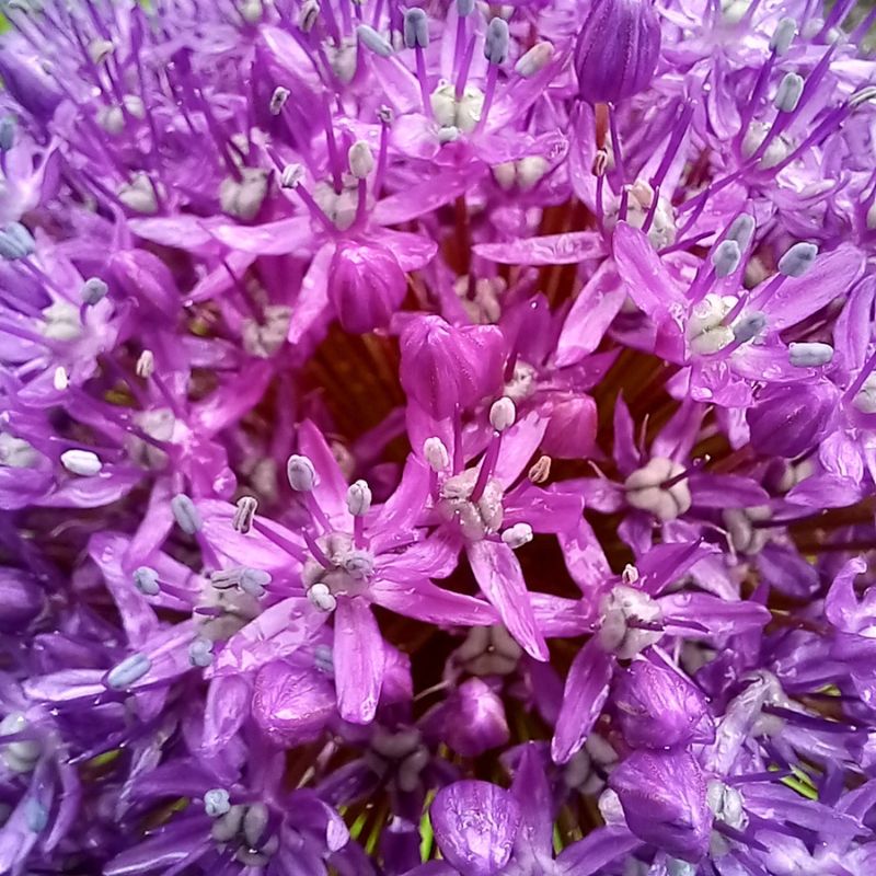Qu est ce que la kinésiologie par Isabelle Gombert